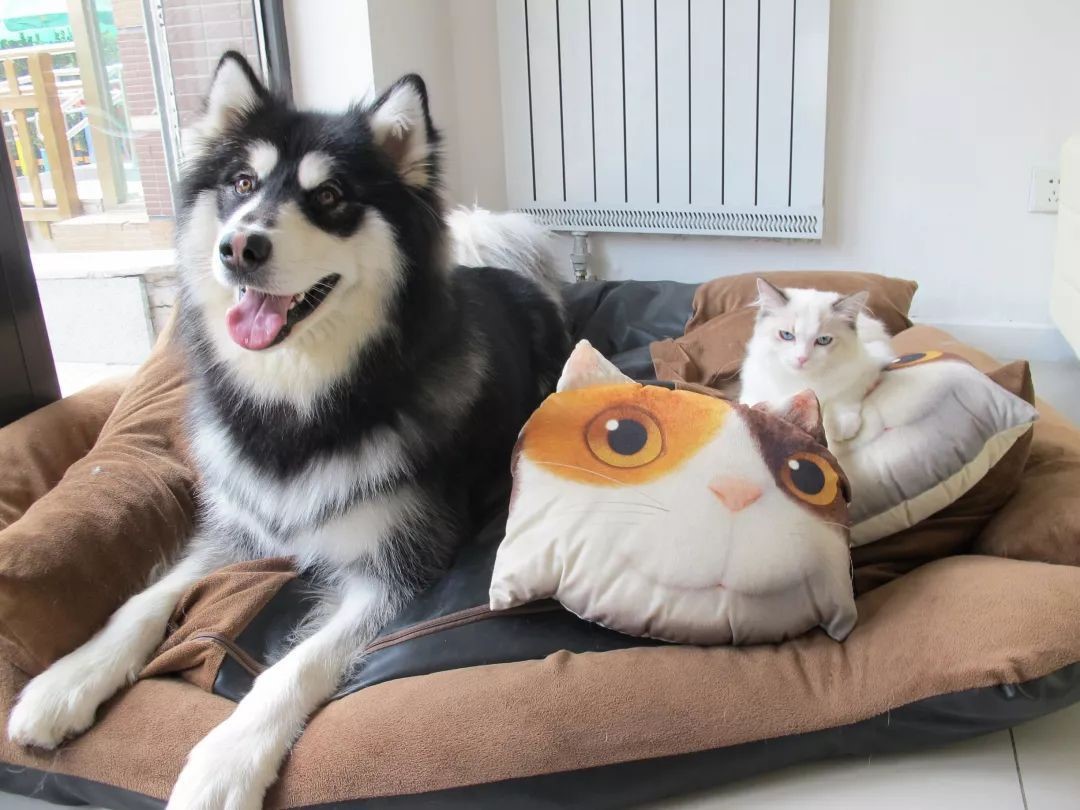 1546929407776435.jpg 1.jpg